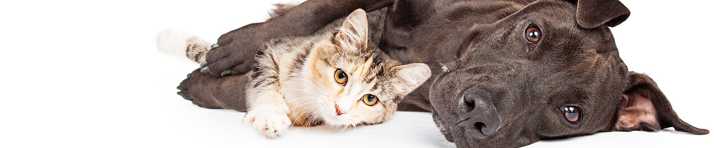 MSD Animal Health Logo